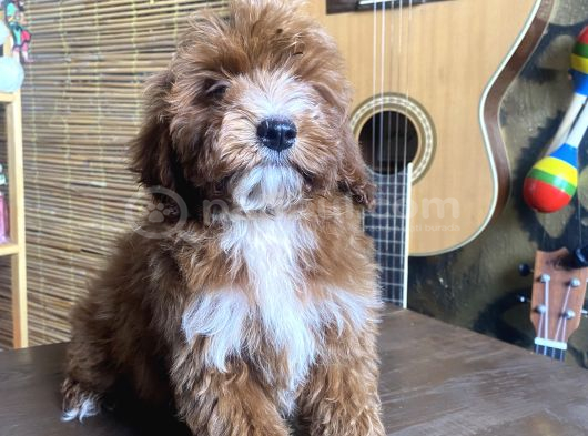 Mini BOY MALTİPOO OGLUMUZ