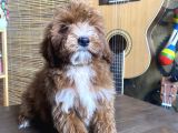 Mini Boy Malti̇poo Oglumuz