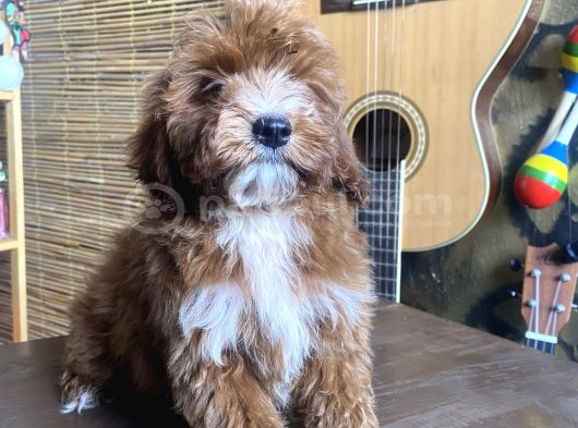 Mini Boy Malti̇poo Oglumuz görsel