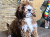 Mini Boy Malti̇poo Oglumuz