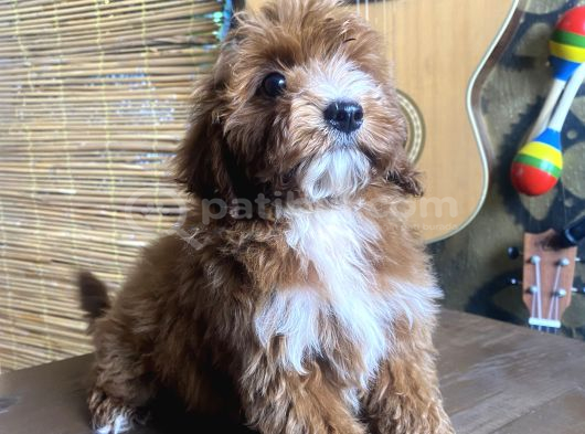 Mini Boy Malti̇poo Oglumuz görsel