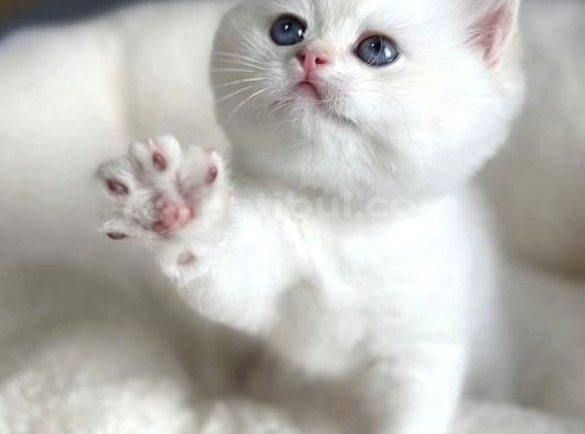 Bembeyaz Gerçek British Shorthair Yavruları