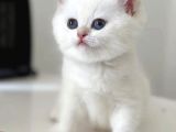 Bembeyaz Gerçek British Shorthair Yavruları