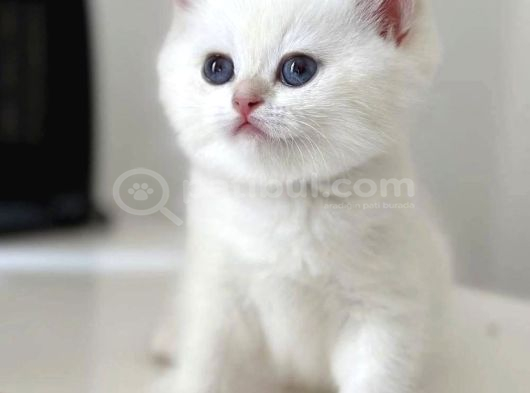 Bembeyaz Gerçek British Shorthair Yavruları görsel