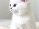 Bembeyaz Gerçek British Shorthair Yavruları