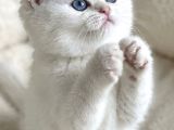 Bembeyaz Gerçek British Shorthair Yavruları