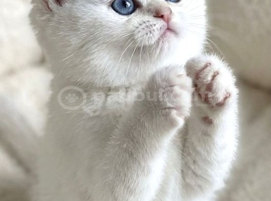Bembeyaz Gerçek British Shorthair Yavruları görsel