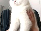 Bembeyaz Gerçek British Shorthair Yavruları
