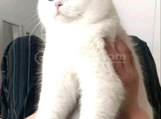 Bembeyaz Gerçek British Shorthair Yavruları görsel