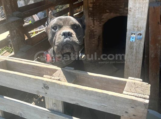 cane corsa  SAFKAN
