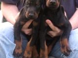 Safkan A Kalite European Doberman Yavruları