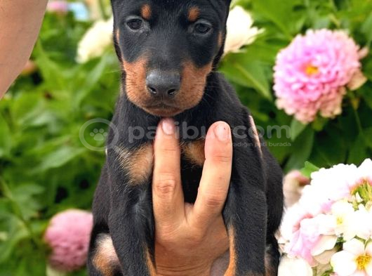 Safkan A Kalite European Doberman Yavruları görsel