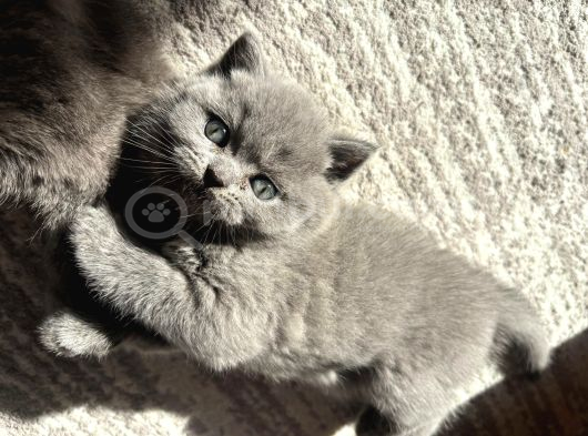 Mükemmel güzellikte ayı surat british shorthair yavrularımız
