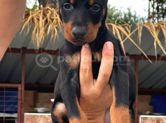 Safkan A Kalite European Doberman Yavruları görsel