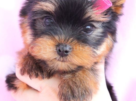 Safkan Irk Ve Sağlık Garantili Yorkshire Terrier Yavruları görsel