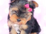 Safkan Irk ve Sağlık Garantili Yorkshire Terrier Yavruları
