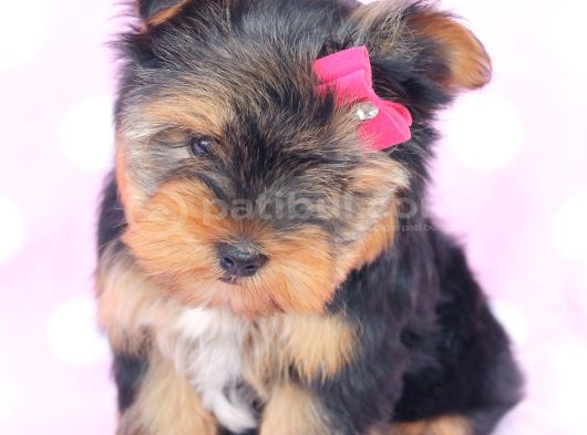 Safkan Irk ve Sağlık Garantili Yorkshire Terrier Yavruları