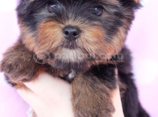 Safkan Irk Ve Sağlık Garantili Yorkshire Terrier Yavruları görsel