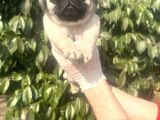 Sağlık Garantili Safkan Pug Mops Mops Yavruları