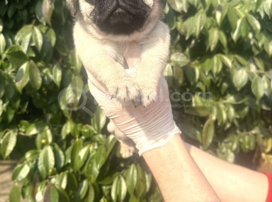 Sağlık Garantili Safkan Pug Mops Mops Yavruları görsel