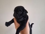 Sağlık Garantili Safkan Pug Mops Mops Yavruları