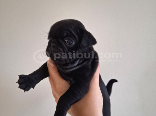 Sağlık Garantili Safkan Pug Mops Mops Yavruları görsel