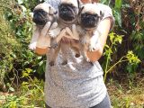 Sağlık Garantili Safkan Pug Mops Mops Yavruları