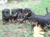 Irk Garantili A Kalite Rottweiler Yavruları