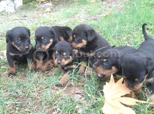 Irk Garantili A Kalite Rottweiler Yavruları görsel