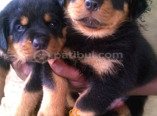 Irk Garantili A Kalite Rottweiler Yavruları
