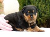 Irk Garantili A Kalite Rottweiler Yavruları