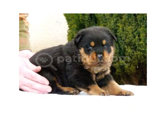 Irk Garantili A Kalite Rottweiler Yavruları görsel