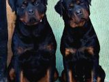 Irk Garantili A Kalite Rottweiler Yavruları