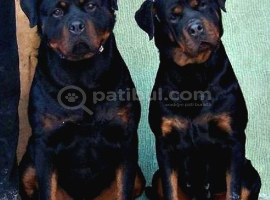 Irk Garantili A Kalite Rottweiler Yavruları görsel