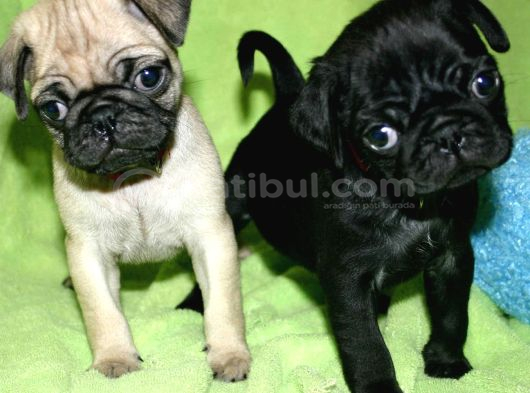 Sağlık Garantili Safkan Pug Mops Mops Yavruları görsel