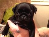Sağlık Garantili Safkan Pug Mops Mops Yavruları