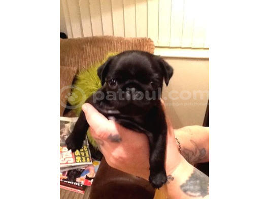 Sağlık Garantili Safkan Pug Mops Mops Yavruları görsel