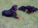 Irk Garantili A Kalite Rottweiler Yavruları