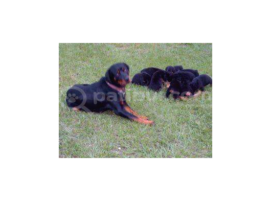 Irk Garantili A Kalite Rottweiler Yavruları görsel