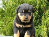 Irk Garantili A Kalite Rottweiler Yavruları