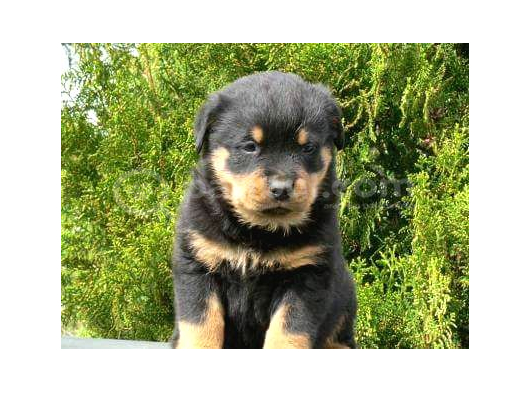 Irk Garantili A Kalite Rottweiler Yavruları görsel