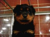 Irk Garantili A Kalite Rottweiler Yavruları