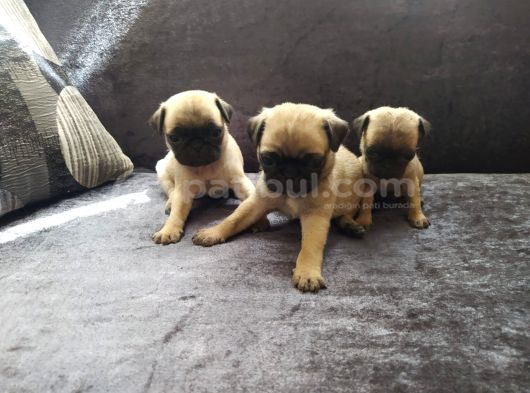 Sağlık Garantili Safkan Pug Mops Mops Yavruları görsel