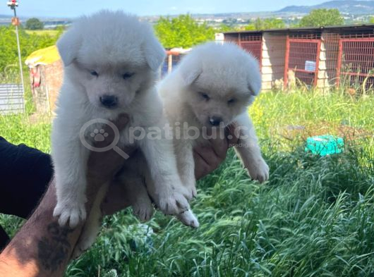 Dişi erkek Japon akita inu yavrularımız
