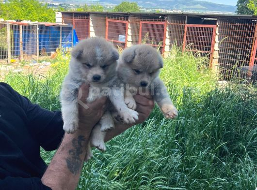 Dişi Erkek Japon Akita Inu Yavrularımız görsel