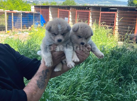Dişi Erkek Japon Akita Inu Yavrularımız görsel