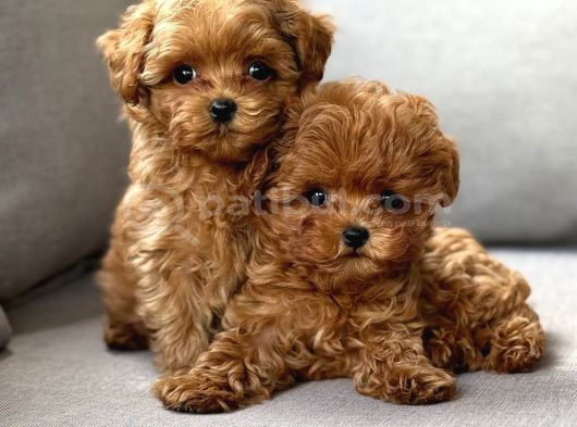 TOY POODLE SEVİMLİ YAVRULAR EV ÜRETİMİ