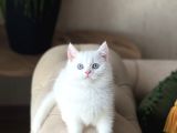 Aşiri Sosyal Sevi̇mli̇ Surat Beyaz Bri̇ti̇sh Shorthai̇r