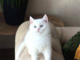 Aşiri Sosyal Sevi̇mli̇ Surat Beyaz Bri̇ti̇sh Shorthai̇r