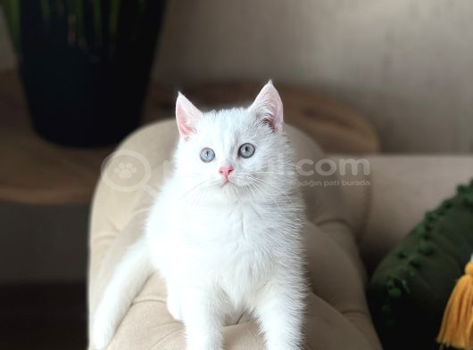 Aşiri Sosyal Sevi̇mli̇ Surat Beyaz Bri̇ti̇sh Shorthai̇r görsel
